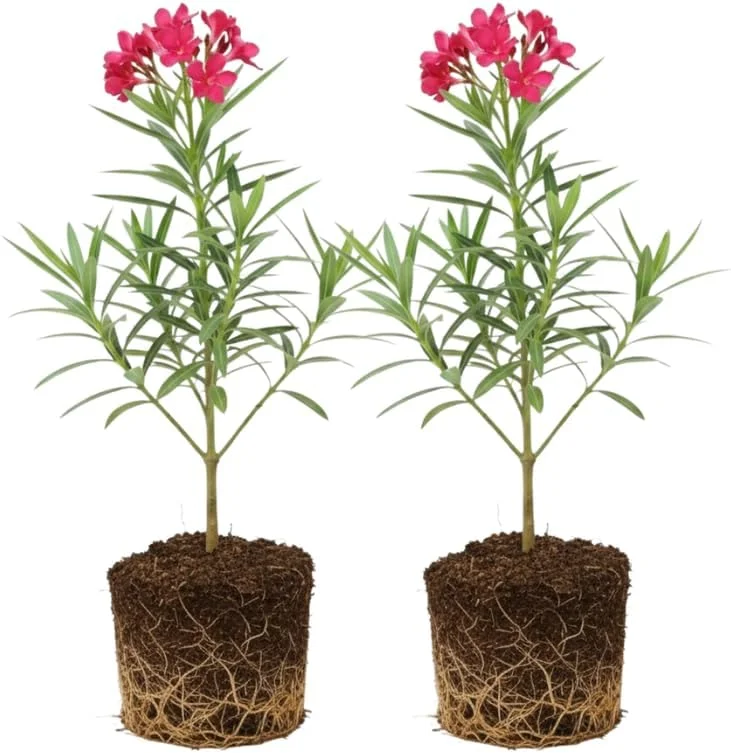 Pink Oleander Live Plant - 2 Pack, 4-8" Tall Starter Shrub for Outdoor Garden - Image 1