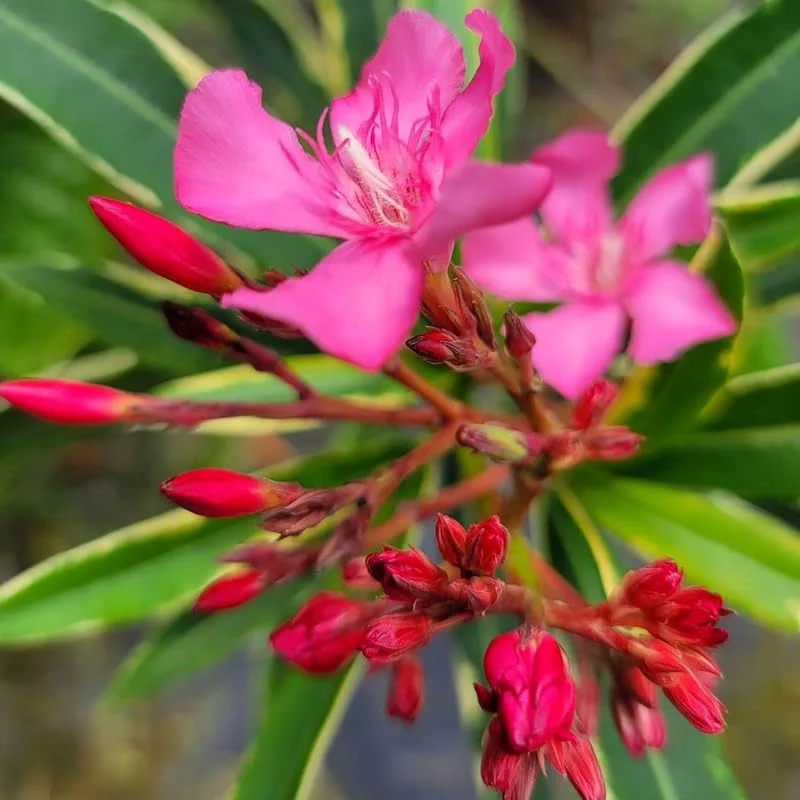 Pink Oleander Live Plants – 2 Pack, 4-7 Inches Tall, Outdoor Shrub - Image 2