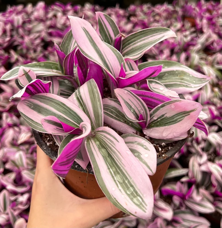 Pink Wandering Jew Tradescantia Nanouk Live Plant – 2, 4, 6 inch Pots – Indoor Houseplant - Image 2
