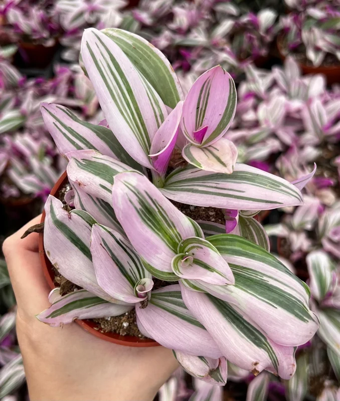 Pink Wandering Jew Tradescantia Nanouk Live Plant – 2, 4, 6 inch Pots – Indoor Houseplant - Image 4