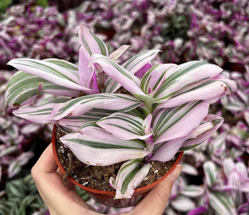 Pink Wandering Jew Tradescantia Nanouk Live Plant – 2, 4, 6 inch Pots – Indoor Houseplant - Image 5