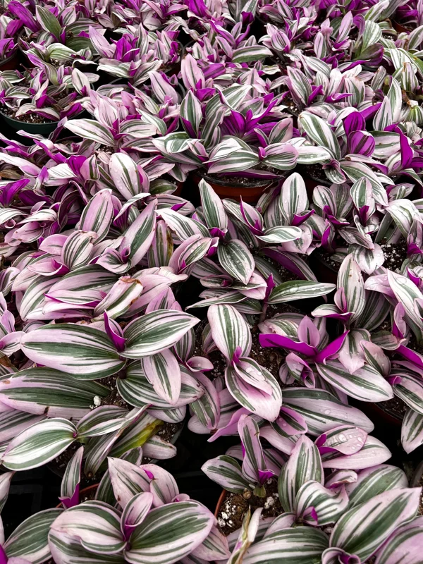 Pink Wandering Jew Tradescantia Nanouk Live Plant – 2, 4, 6 inch Pots – Indoor Houseplant - Image 6