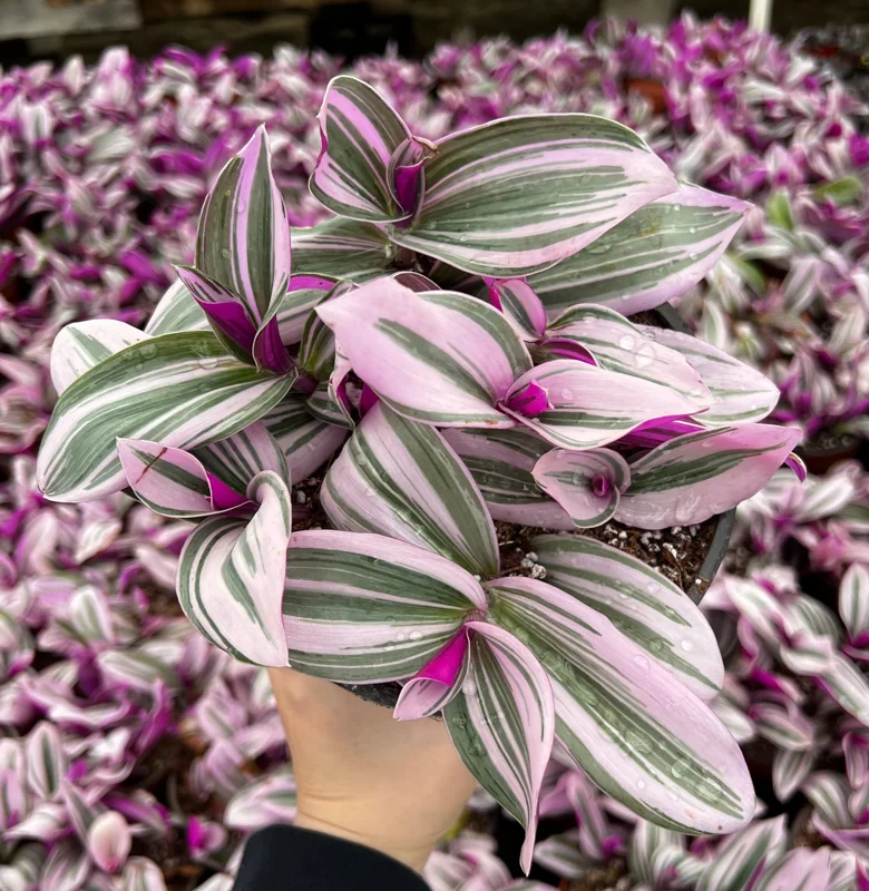 Pink Wandering Jew Tradescantia Nanouk Live Plant – 2, 4, 6 inch Pots – Indoor Houseplant - Image 1