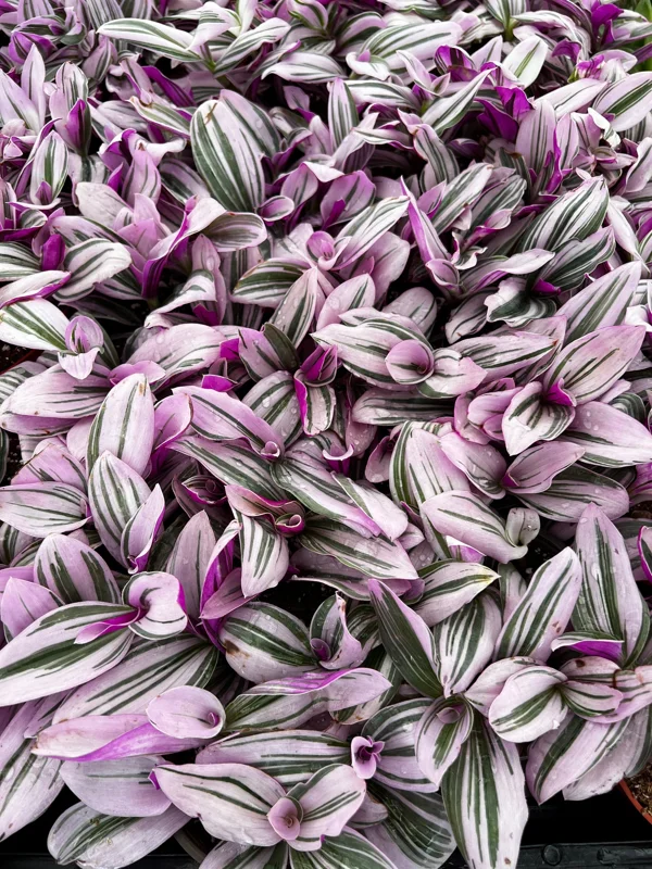 Pink Wandering Jew Tradescantia Nanouk Live Plant – 2, 4, 6 inch Pots – Indoor Houseplant - Image 7