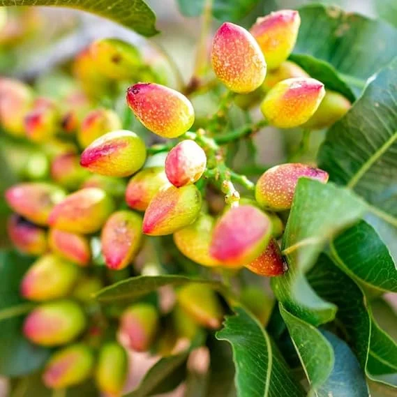 Pistachio Tree Seedlings Live - Set of 2 Dormant Bare Root Starter Plants, 1-2 Ft Tall, Outdoor - Image 1