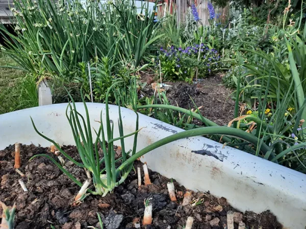 Growing Walking Onions in Containers: The Ultimate Guide