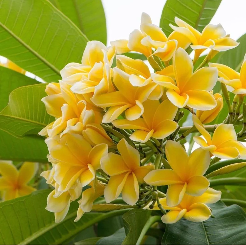 Plumeria Cuttings - 2 Pink Frangipani Cuttings for Outdoor Planting - Fragrant Flowering Live Plant - Image 2