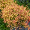 Poco Loco Abelia Live Plant - 4 inch Pot - Colorful Foliage Shrub - Image 1