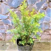 Pomegranate Live Plant - Wonderful Pomegranate Tree - 10-15 Inch Tall Potted Bush - Image 1