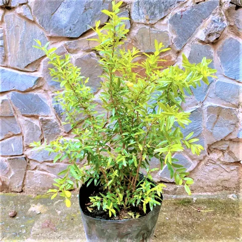 Pomegranate Live Plant - Wonderful Pomegranate Tree - 10-15 Inch Tall Potted Bush - Image 1