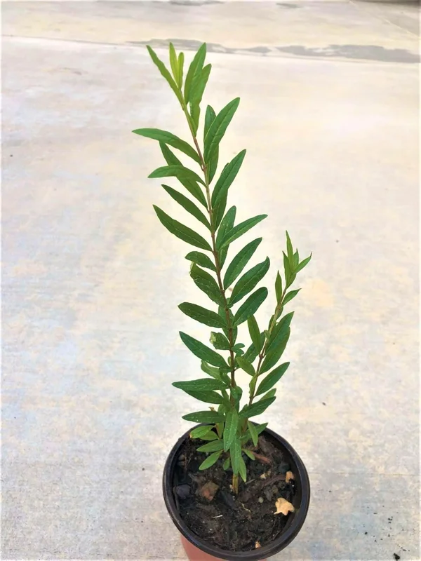 Pomegranate Live Plant - Wonderful Pomegranate Tree - 10-15 Inch Tall Potted Bush - Image 2