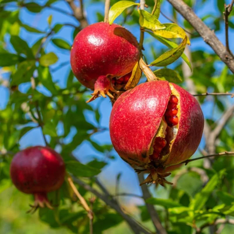 Pomegranate Tree Live Plant 6-10" Tall - Hardy Red Fruit Bush in Gallon Pot - Image 4