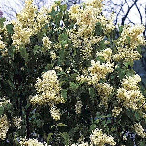 Primrose French Lilac Live Plant - First Yellow Syringa - 4 inch Pot - Image 2