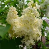 Primrose French Lilac Live Plant - First Yellow Syringa - 4 inch Pot - Image 1