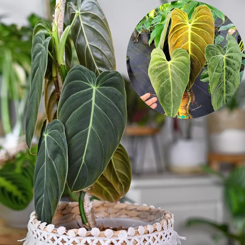 Princess Philodendron Live Plant - Rare Variegated Houseplant - 5-8 Inch Tall Indoor Plant - Image 1