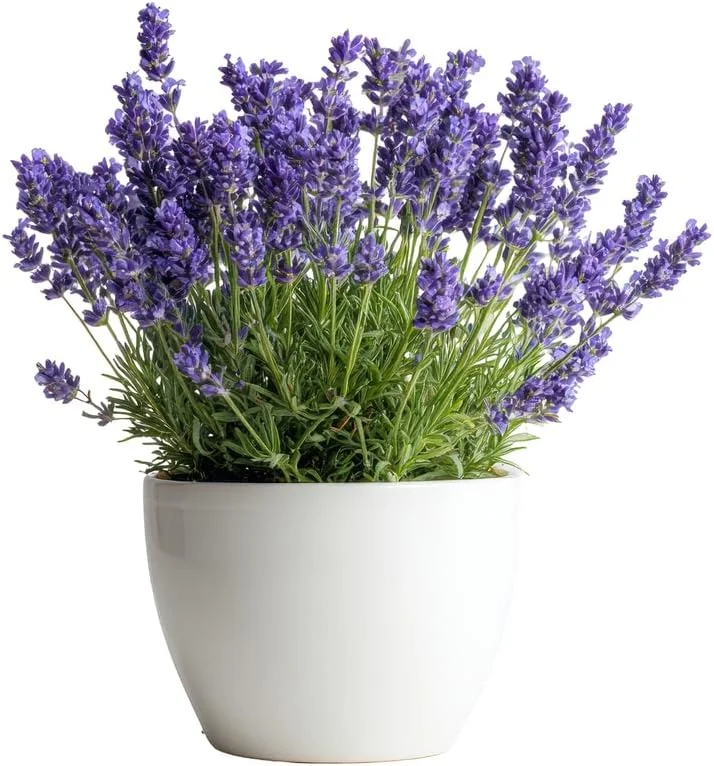 Provence Lavender Plant Live, 2-Pack, 4-8 inch Bare Root, Fragrant Purple Flowers, Outdoor - Image 2