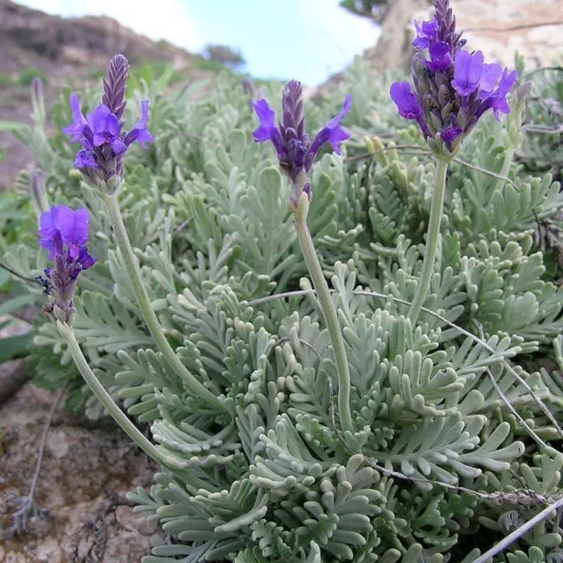Provence Lavender Plant Live, 2-Pack, 4-8 inch Bare Root, Fragrant Purple Flowers, Outdoor - Image 3
