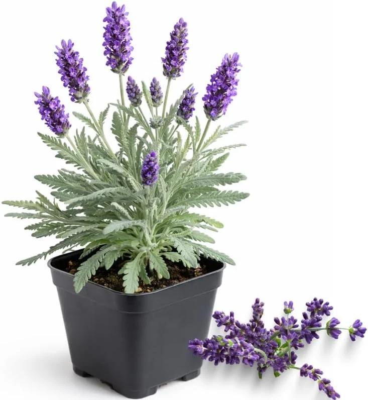 Provence Lavender Plant Live, 2-Pack, 4-8 inch Bare Root, Fragrant Purple Flowers, Outdoor - Image 4