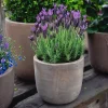 Provence Lavender Plant Live, 2-Pack, 4-8 inch Bare Root, Fragrant Purple Flowers, Outdoor - Image 1