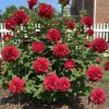 Purple Althea Rose of Sharon Tree Live Plant, 1 Year Old Seedling, Quart Pot, Outdoor - Image 1