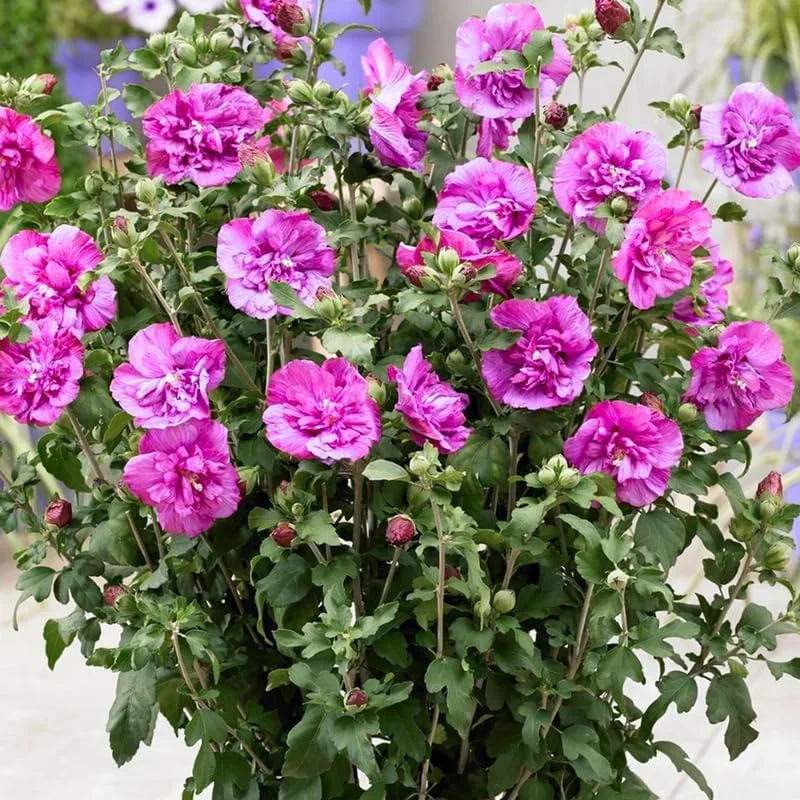 Purple Althea Rose of Sharon Tree Live Plant, 1 Year Old Seedling, Quart Pot, Outdoor - Image 2