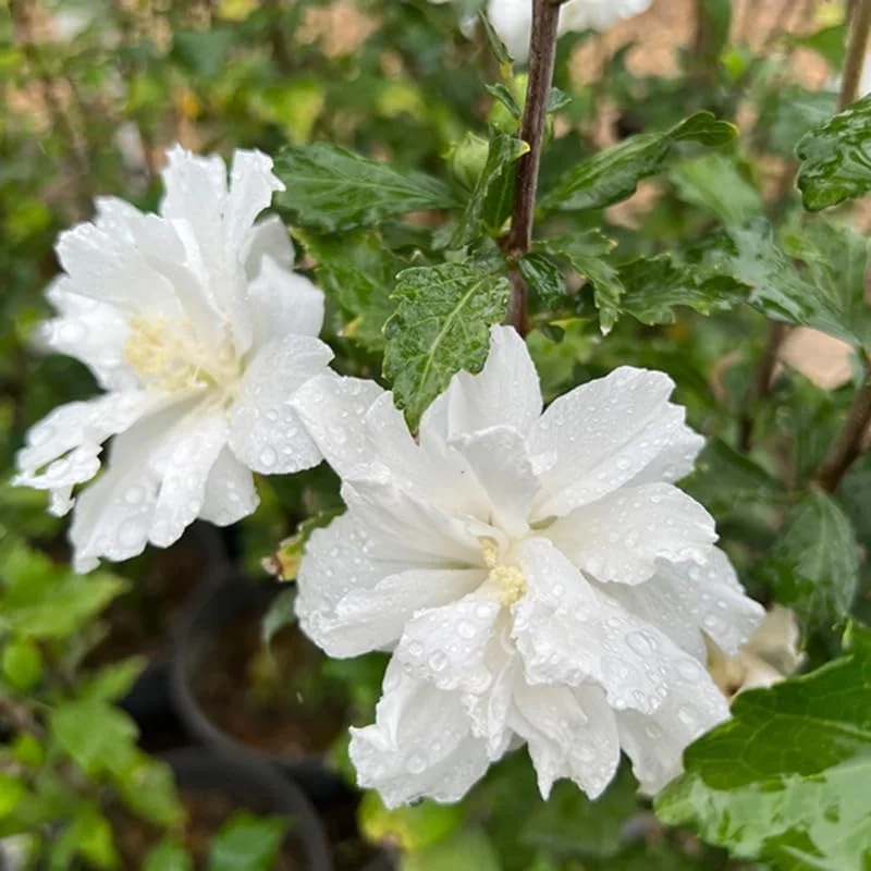Purple Althea Rose of Sharon Tree Live Plant, 1 Year Old Seedling, Quart Pot, Outdoor - Image 3