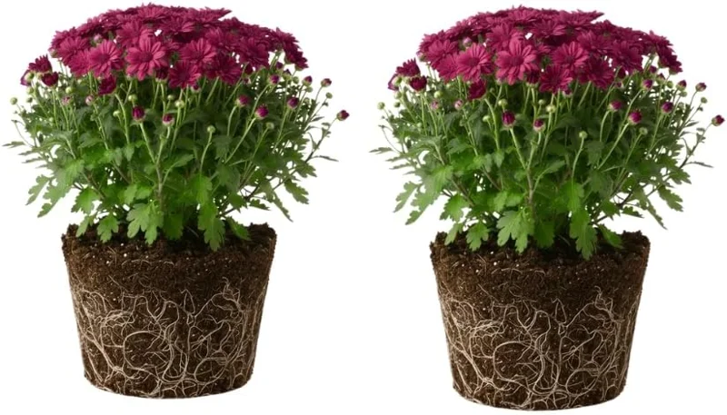 Purple Chrysanthemum Live Plants, Set of 2, 5-7 Inch Tall, Hardy Perennials - Image 2