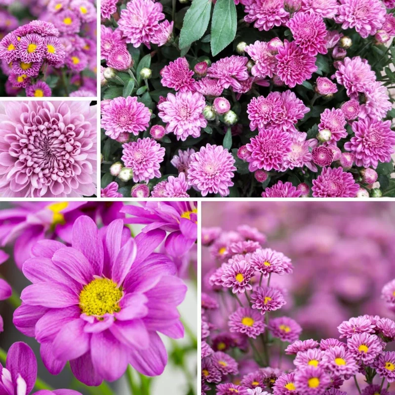 Purple Chrysanthemum Live Plants, Set of 2, 5-7 Inch Tall, Hardy Perennials - Image 3