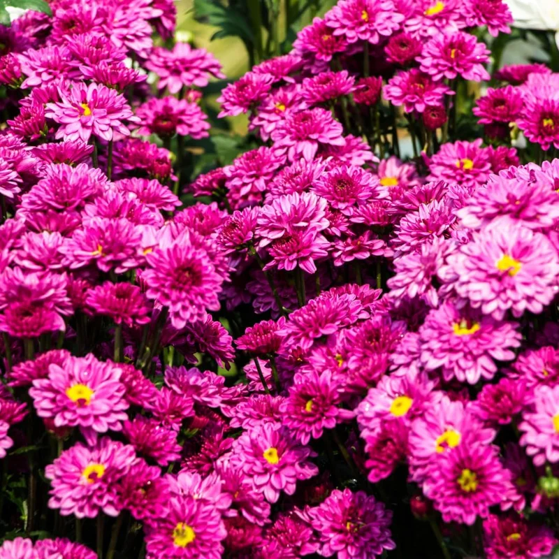 Purple Chrysanthemum Live Plants, Set of 2, 5-7 Inch Tall, Hardy Perennials - Image 4