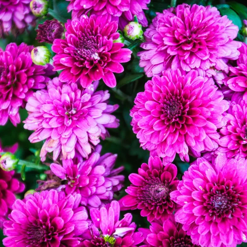 Purple Chrysanthemum Live Plants, Set of 2, 5-7 Inch Tall, Hardy Perennials - Image 5