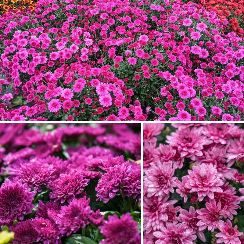 Purple Chrysanthemum Live Plants, Set of 2, 5-7 Inch Tall, Hardy Perennials - Image 6