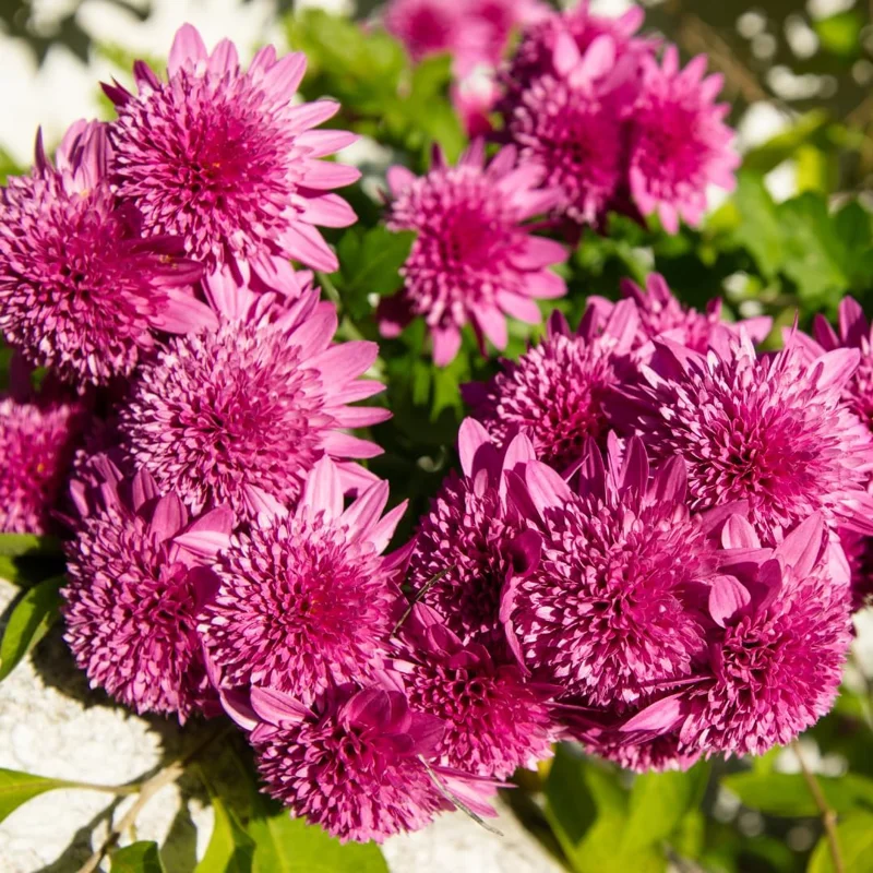 Purple Chrysanthemum Live Plants, Set of 2, 5-7 Inch Tall, Hardy Perennials - Image 7
