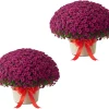 Purple Chrysanthemum Live Plants, Set of 2, 5-7 Inch Tall, Hardy Perennials - Image 1