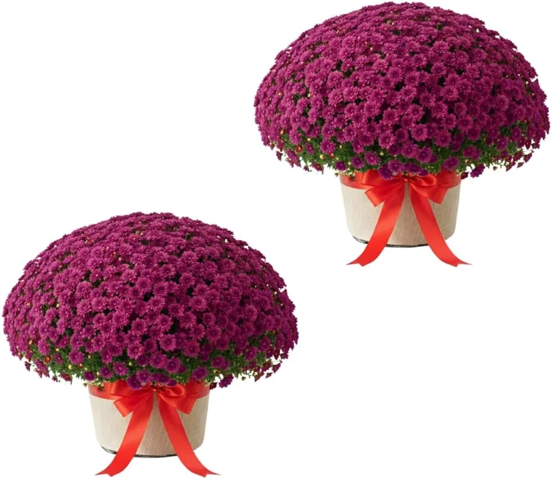 Purple Chrysanthemum Live Plants, Set of 2, 5-7 Inch Tall, Hardy Perennials - Image 1