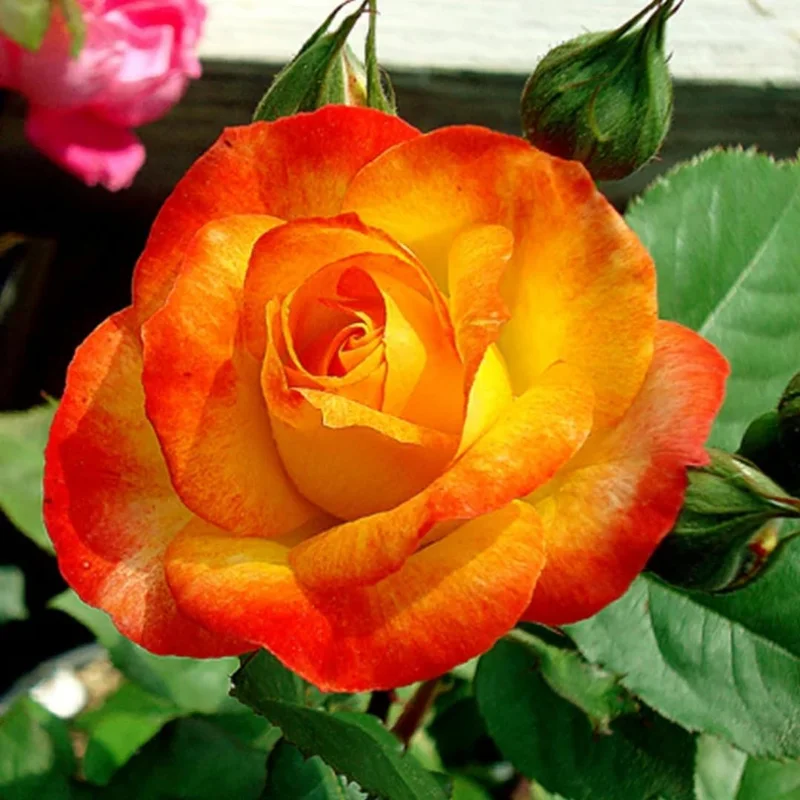 Purple Climbing Rose Live Plant – Fragrant, Bare Root, 5-9 Inches Tall - Image 1