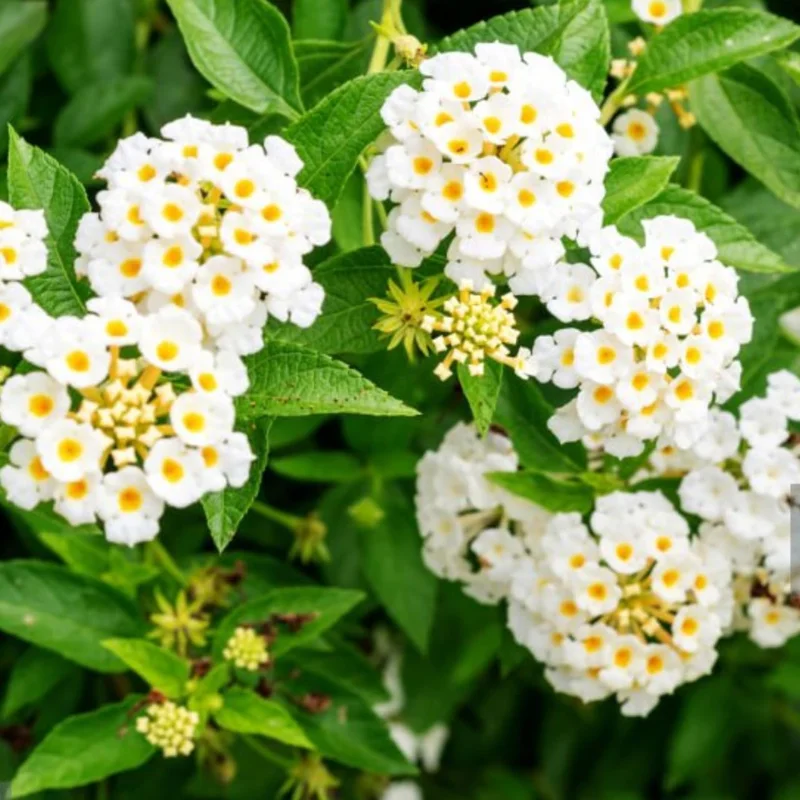 Purple Lantana Plants Live - 2 Pack, 2-5 Inch Tall Perennial Flowering Plant Outdoor - Image 2