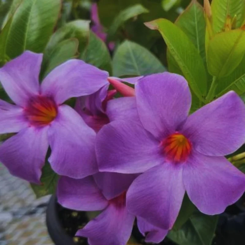 Purple Mandevilla Live Plant - 10-12 Inches Tall - Outdoor Flowering Vine - Image 2