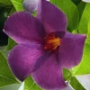 Purple Mandevilla Live Plant - 10-12 Inches Tall - Outdoor Flowering Vine - Image 1