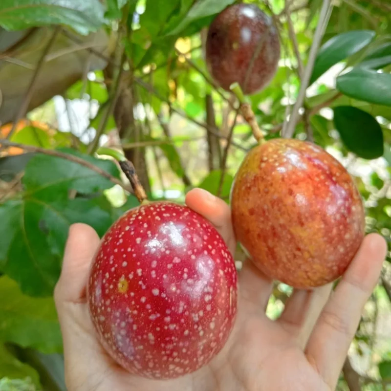 Purple Passion Fruit Live Plant - Edible Vine, Half Gallon Pot - Image 2