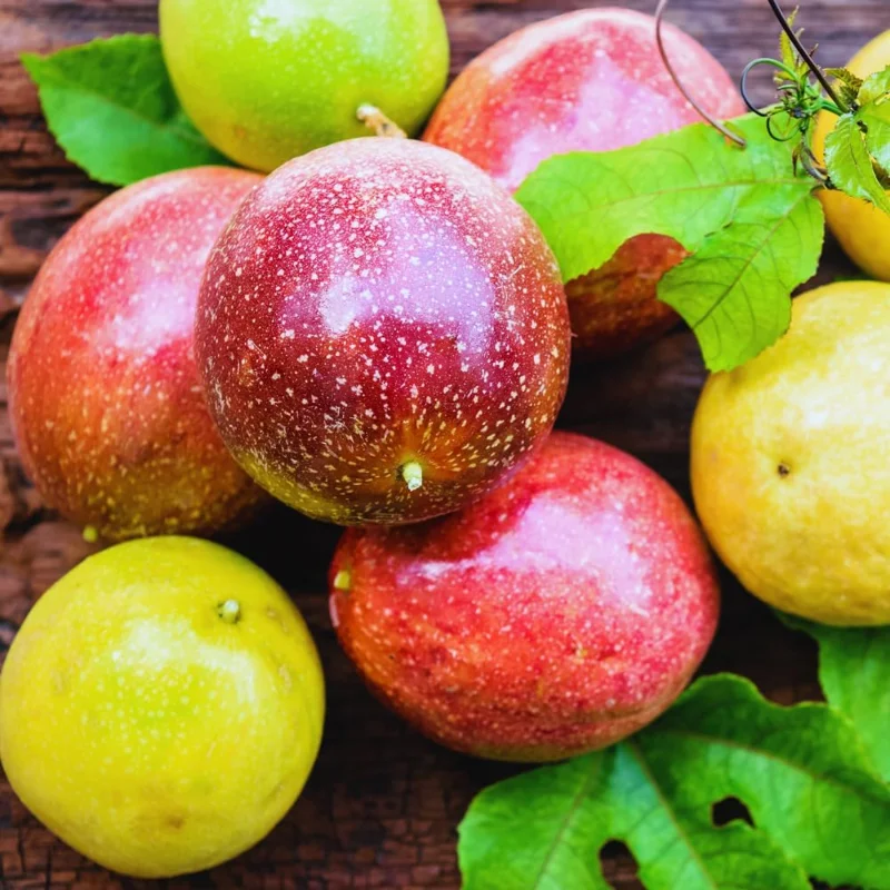 Purple Passion Fruit Live Plant - Edible Vine, Half Gallon Pot - Image 4