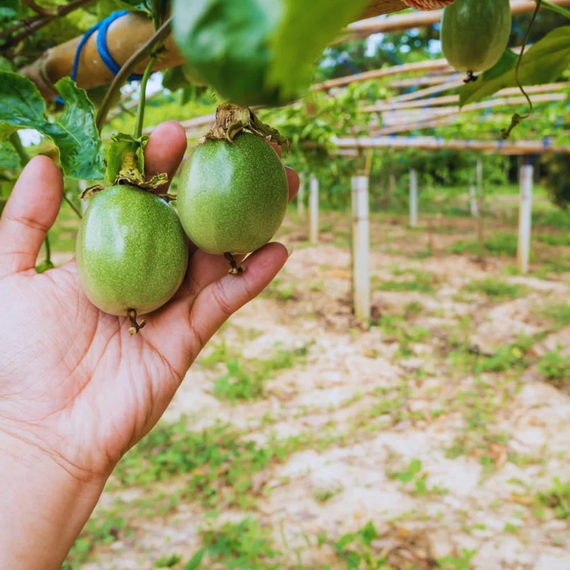 Purple Passion Fruit Live Plant - Edible Vine, Half Gallon Pot - Image 5