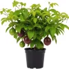 Purple Passion Fruit Live Plant - Edible Vine, Half Gallon Pot - Image 1