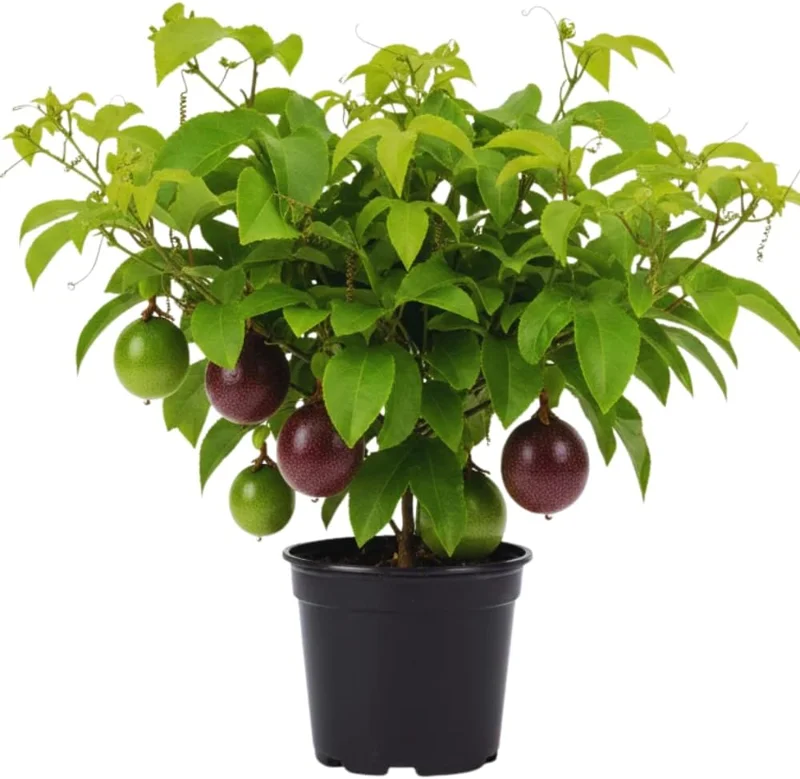 Purple Passion Fruit Live Plant - Edible Vine, Half Gallon Pot - Image 1