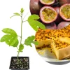 Purple Passion Fruit Live Plant – Perennial Vine, 4-7 Inch, Outdoor - Image 1