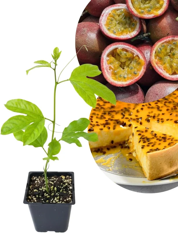 Purple Passion Fruit Live Plant – Perennial Vine, 4-7 Inch, Outdoor - Image 1