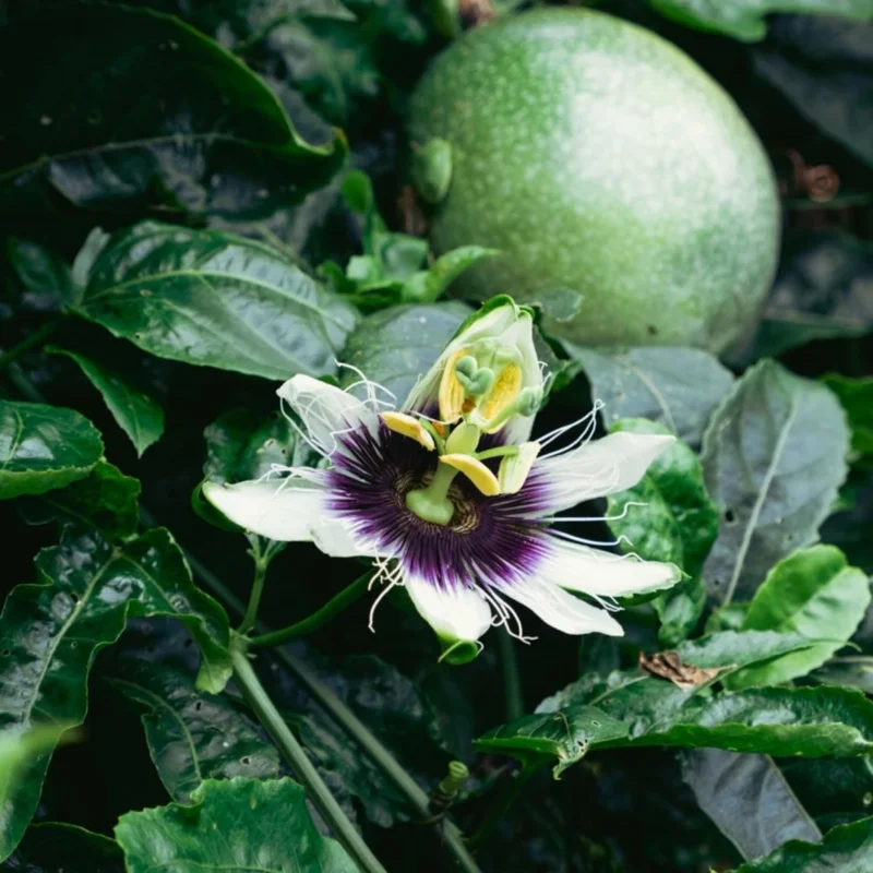 Purple Passion Fruit Live Plant – Perennial Vine, 4-7 Inch, Outdoor - Image 4