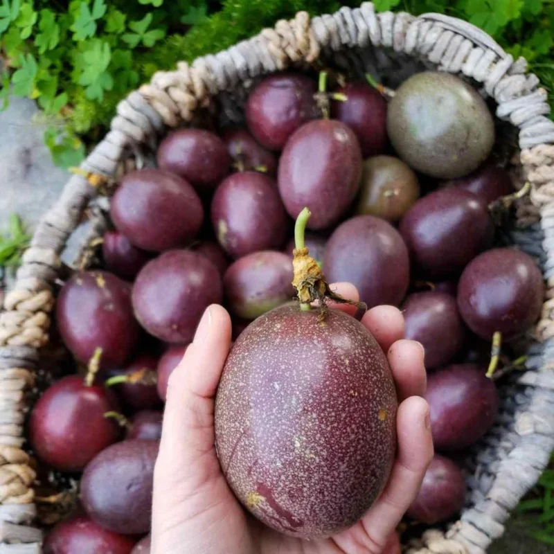 Purple Passion Fruit Live Plant – Perennial Vine, 4-7 Inch, Outdoor - Image 5