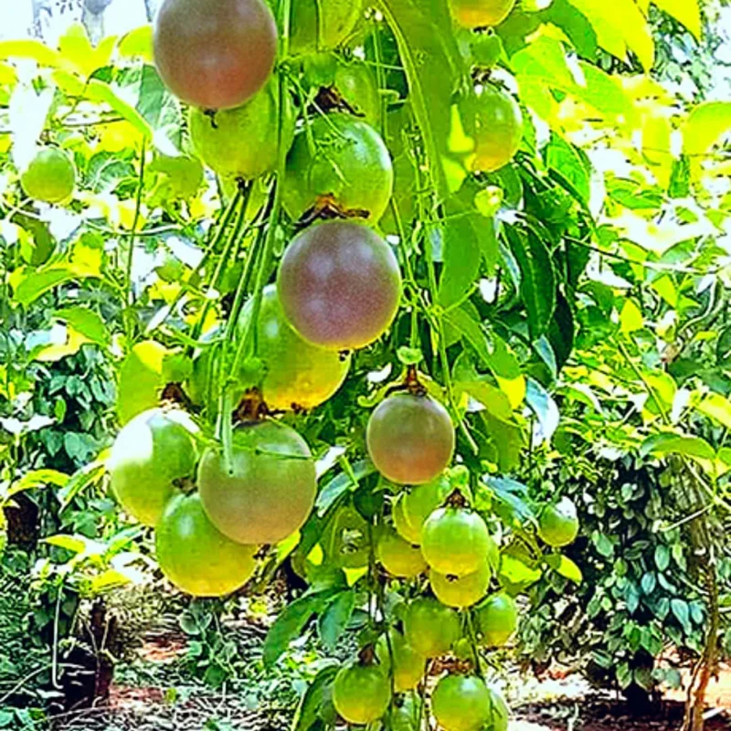 Purple Passion Fruit Vine Live Plant – 5 to 7 Inch Rooted Plant – Outdoor - Image 2