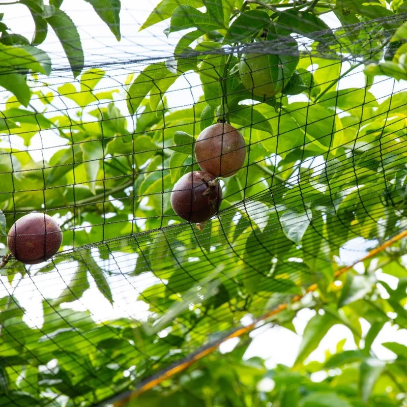 Purple Passion Fruit Vine Live Plant – 5 to 7 Inch Rooted Plant – Outdoor - Image 3