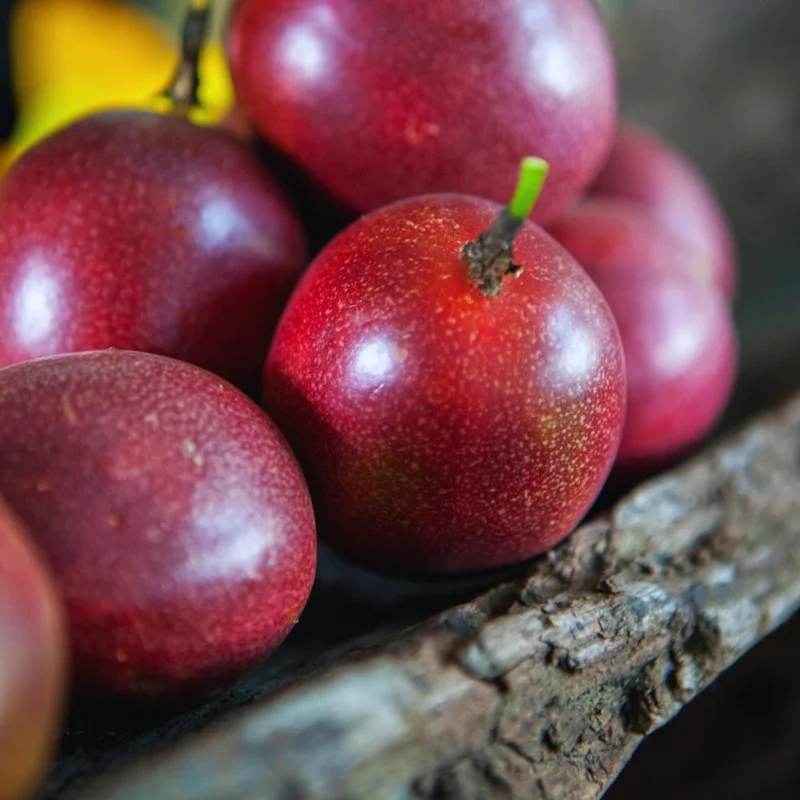 Purple Passion Fruit Vine Live Plant – 5 to 7 Inch Rooted Plant – Outdoor - Image 4